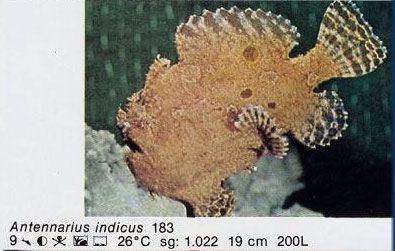 Antennarius indicus